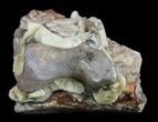 Bargain Hyracodon (Running Rhino) Tooth - South Dakota #60942-2